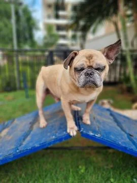 Pug Balancing on Blue Platform Stock Photos
