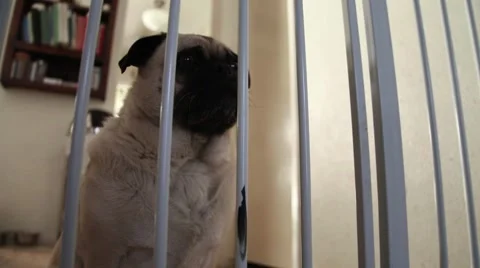 Pug Behind Bars Stock Footage 5489948