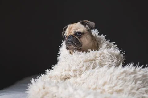 Pug in blanket Stock Photos