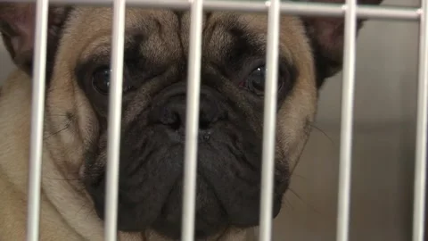 Pug in Cage Close-up Stock Footage 146617392