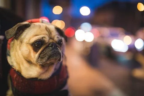 Pug in city Stock Photos