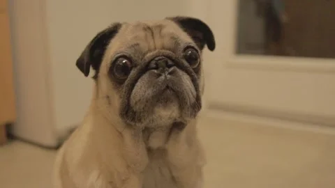 Pug Close-Up Face, Wide-Eyed Expression Looking Forward 動画素材 345843288