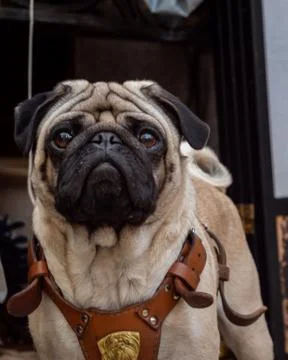 Pug close up looking towards camera Stock-Fotos