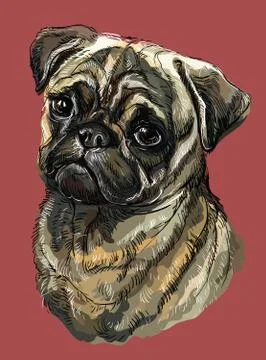 Pug colorful vector hand drawing portrait Stock Illustration