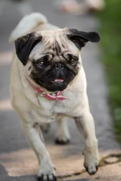 The Pug comes Stock Photos
