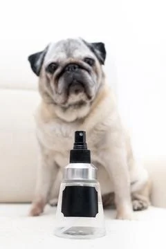 Pug on Couch Next to Bottle Representing Natural Homemade Spray for Flea an.. Stock Photos