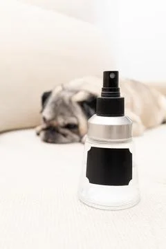Pug on Couch Next to Bottle Representing Natural Homemade Spray for Flea an.. Stock Photos