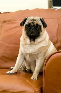 Pug on Couch Stock Photos
