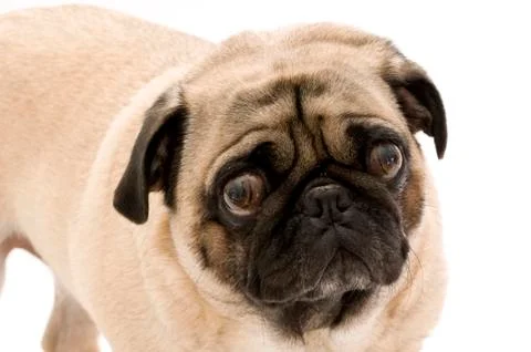 Pug with Cute Face Stock Photos