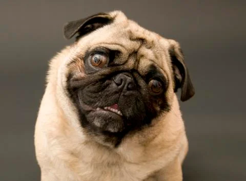 Pug with Cute Face 库存照片