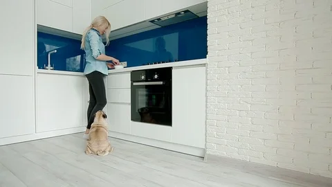 The pug dancing for the food Stock Footage 91295199