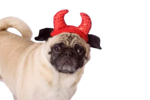 Pug devil dog Foto stock