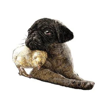 Pug dog ang a chick Stock Illustration