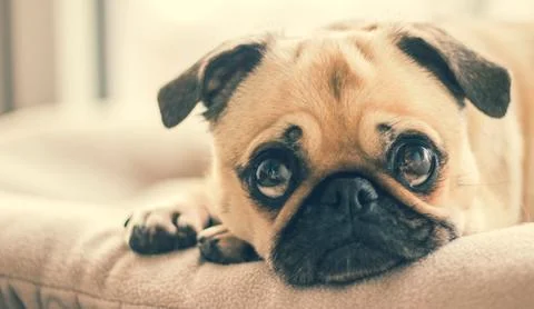 Pug in dog bed Stock Photos