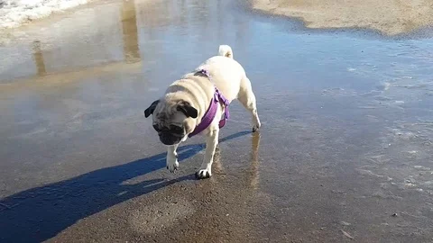 Pug dog being careful on ice Stock Footage