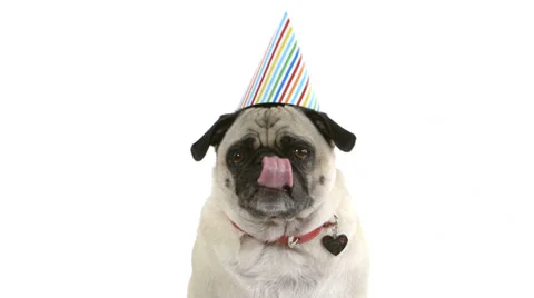 Pug dog in birthday hat licks lips Stock Footage