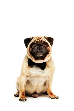 Pug dog in bow tie Stock Photos