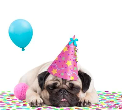 Pug dog celebration Stock Photos