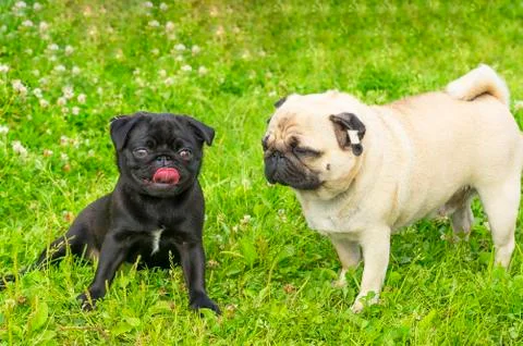 Pug dog Close-up Stock Photos