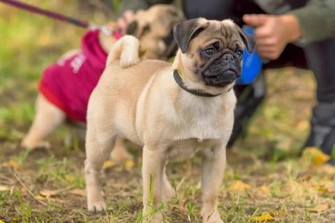 Pug dog Close-up Stock Photos