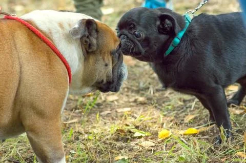 Pug dog Close-up Stock Photos