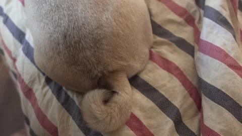 Pug dog curl tail up,  down. Mood feeling great, happy Stock Footage 96269899