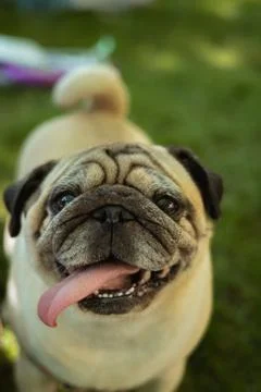PUG dog with cute face looking at camera in the park Stock Photos