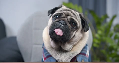 Pug dog with cute face making online video call or recording vlog to webcam. Video stock 133530539