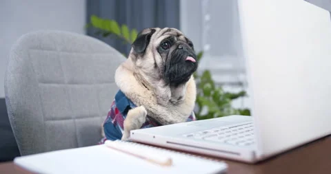 Pug dog with cute face making online video call or recording vlog to webcam. Stock Footage 133530637