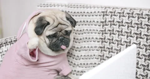 Pug dog with cute face making online video call or recording vlog to webcam. Video stock 133595522