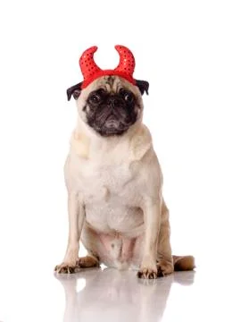 Pug dog with devil ears Foto stock