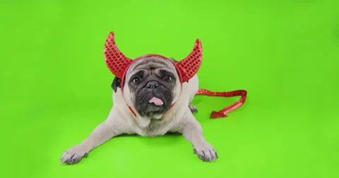 Pug dog with devil hat. Carnival evil costume. Green screen. Funny halloween Stock Footage 139216945