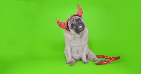 Pug dog with devil hat. Carnival evil costume. Green screen. Funny halloween Stock-Footage 139217324