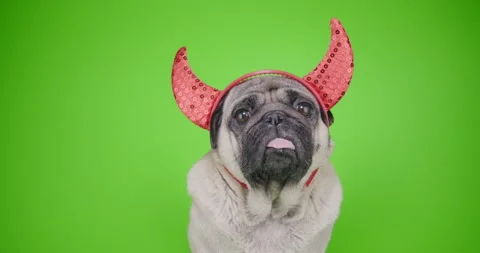 Pug dog with devil hat. Carnival evil costume. Green screen. Funny halloween Stock Footage 139217572
