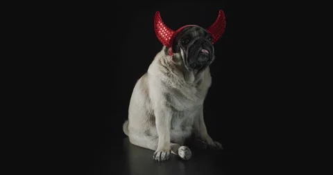 Pug dog with devil hat. Carnival evil costume. Black background. Funny halloween Video stock 139423573