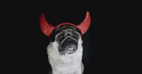 Pug dog with devil hat. Party evil costume. Black background. Funny halloween Stock Footage 139423620