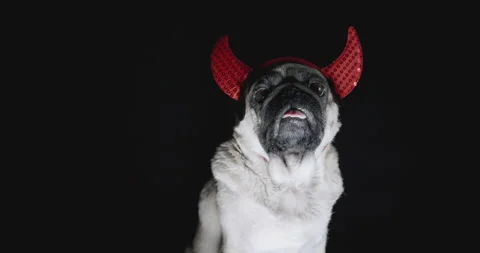 Pug dog with devil hat. Party evil costume. Black background. Funny halloween Stock Footage 139423640
