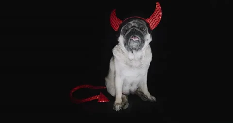 Pug dog with devil hat. Party evil costume. Black background. Funny halloween Video stock 139423704