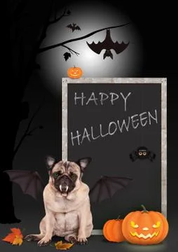 Pug dog dressed up as bat, with pumpkins and blackboard sign happy halloween Stock Photos