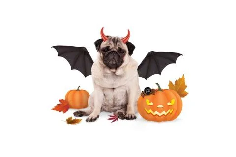 Pug dog dressed up as devil for halloween, with  scary pumpkin lantern Stock Photos