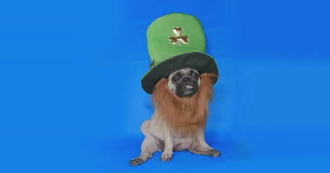 Pug dog dressed Saint Patrick day hat with clover and beard. Green leprechaun Video stock 149839201