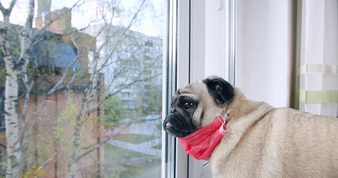 Pug dog. End of self-isolation, coronavirus quarantine concept. Lockdown ends Stock Footage 129719512