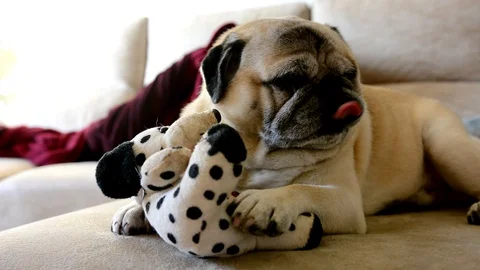 Pug dog Stock Footage 129140998
