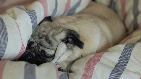 Pug dog Funny lying inside blanket. Wrapped. Sleeping deep Stock Footage 121637726