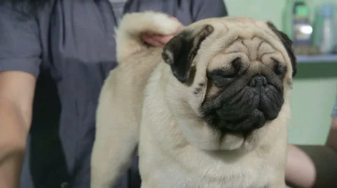 Pug Dog Grooming at Pet Salon Stock Video Pond5