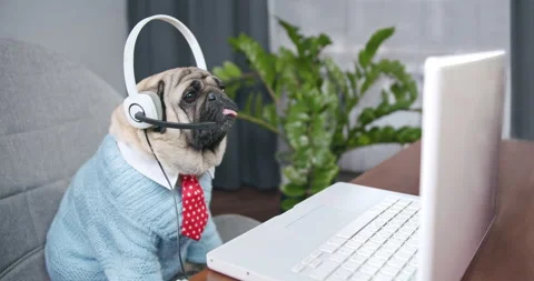 Pug dog in headset with laptop. Studying online. Education online. Teaching Stock Footage 132987992