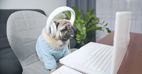 Pug dog in headset with notebook. Studying online. Watching movie. Teaching Stock Footage 132988560