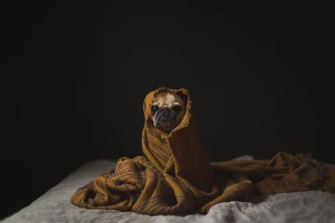 Pug dog keeping warm Stock Photos