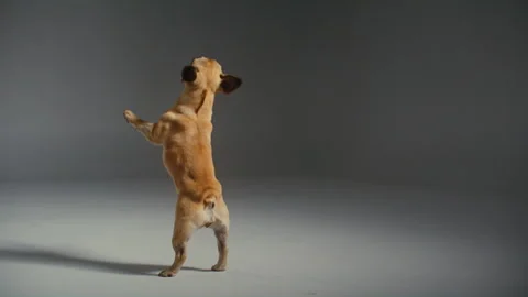 Pug Dog Leaping for a Jumping Trick Stock Footage 264583122