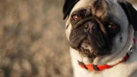 Pug dog looking at camera Stock Footage 21429161